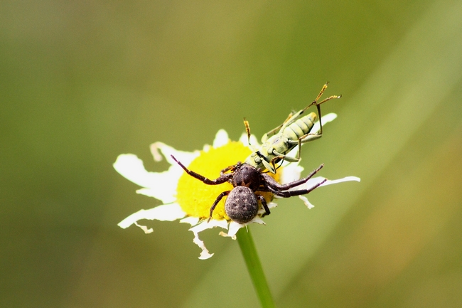 Xysticus sp.